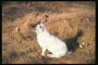 Белоснежная шерсть зайца на фоне осенней травы