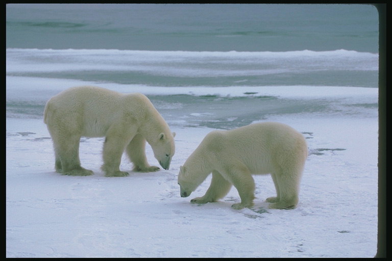 Два белых медведя
