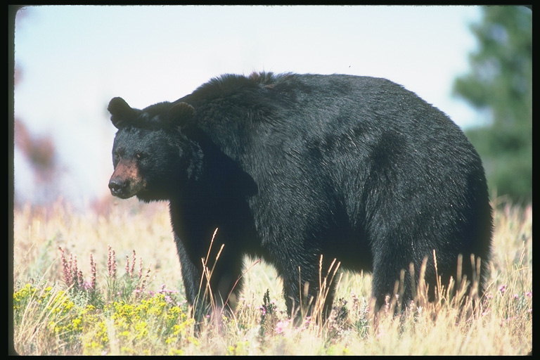 Черный медведь с динными ушами