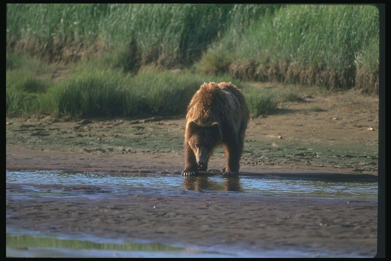 Медведь коричневого тона на берегу реки