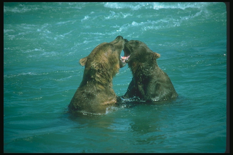 Игры медведей в воде