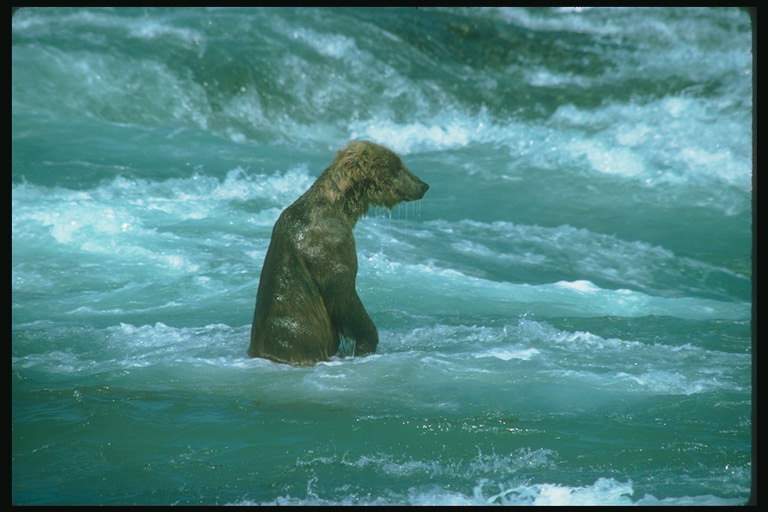 Мокрая шерсть медведя в воде
