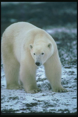 Белый медведь на снегу