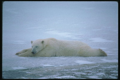Белый медведь спит на снегу