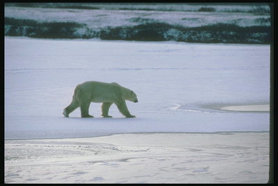 Медведь на льду