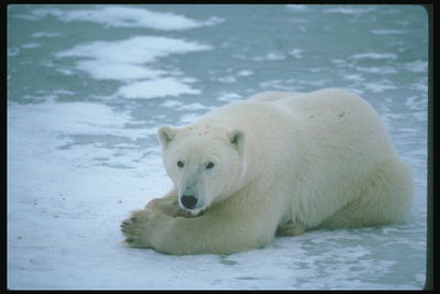 Медведь на прозрачном льду