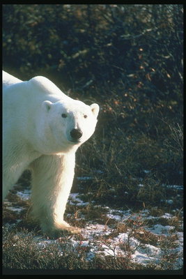 Голова белого медведя