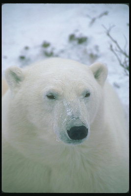 Длинный нос. Маленькие глаза и уши белого медведя