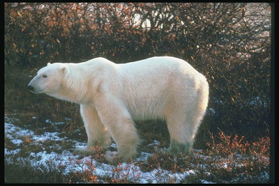 Медведь. Первый снег на осенней природе