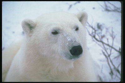 Снег на носу медведя