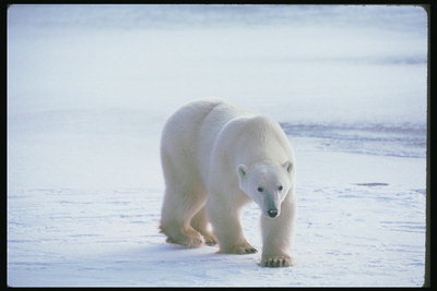 Уверенные шаги медведя по льду