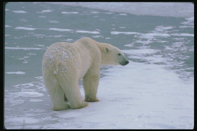 Медведь на льду на островке снега