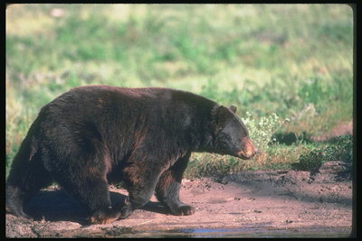 Медведь  с темно-коричневой шерстью 