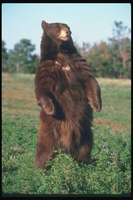 Медведь с длинной шерстью стоит на задних лапах