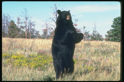 Медведь в поле среди сухой травы