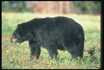Коричневая шерсть вокруг рта черного медведя