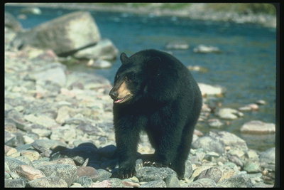 Медведь на берегу горной реки среди камней