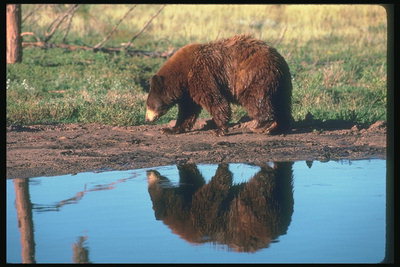 Отражение бурого медведя в воде