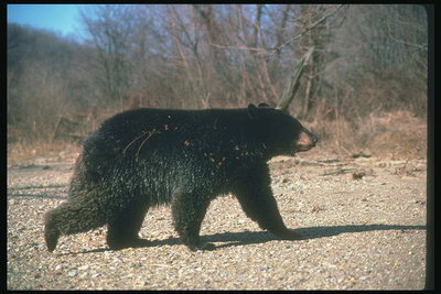 Маленькие  сухие листики на черной шерсти медведя
