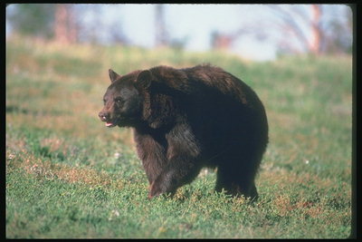 Медведь с темно-каштановой шерстью