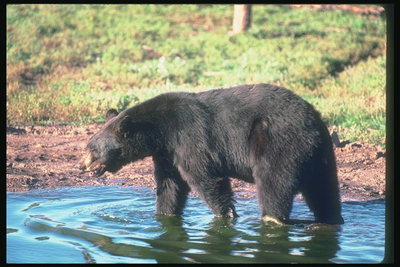 Медведь в воде на берегу
