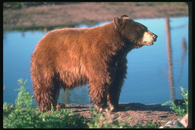 Медведь с мокрой шерстью