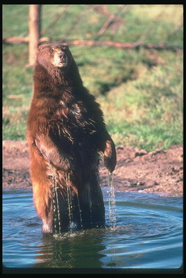 Ручейки воды с лап медведя