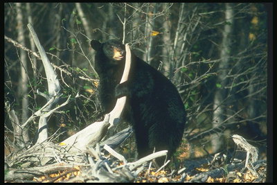 Черный медведь с белым корнем дерева