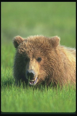 Медвежонок с светло-коричневой волнистой шерстью