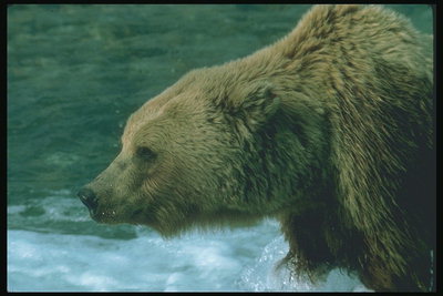 Медведь в шумном потоке воды