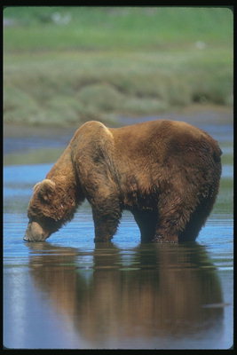 Медведь пьет воду с горного озера