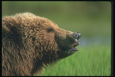 Черный нос, гибкие губы медведя