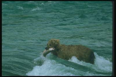 Медведь в бушующем потоке реки