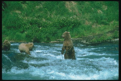 Медведи среди бушующего потока