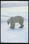 Белый медведь на фоне белоснежного снега