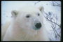 Снег на носу медведя