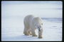 Уверенные шаги медведя по льду