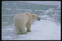 Медведь на льду на островке снега