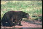 Медведь  с темно-коричневой шерстью 