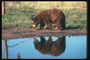 Отражение бурого медведя в воде