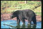 Медведь в воде на берегу