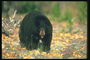 Черная шерсть животного на фоне золотистого листья