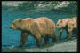 Медведь и медвежата на берегу реки