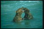 Игры медведей в воде