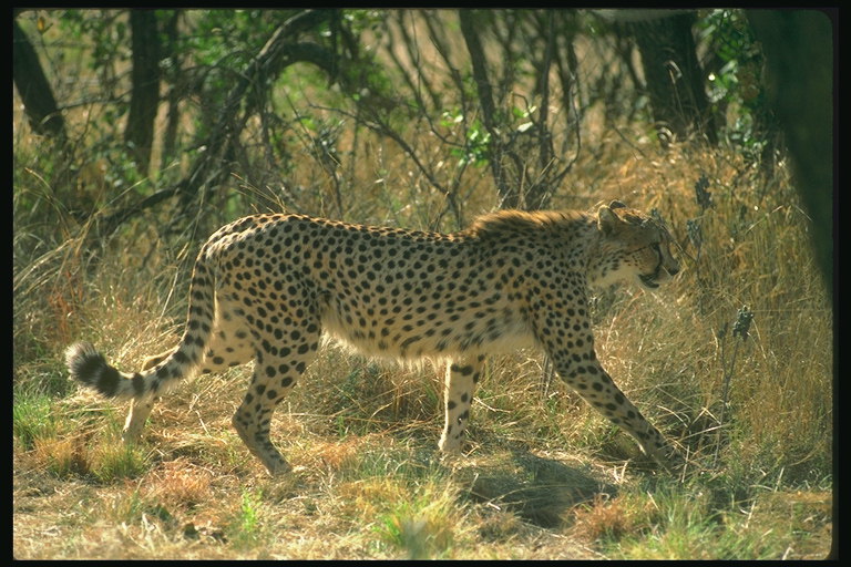 Леопард на фоне дикой природы