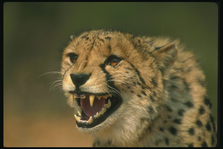 Острые клыки леопарда