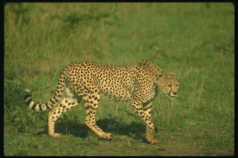 Леопард на фоне зеленой травы