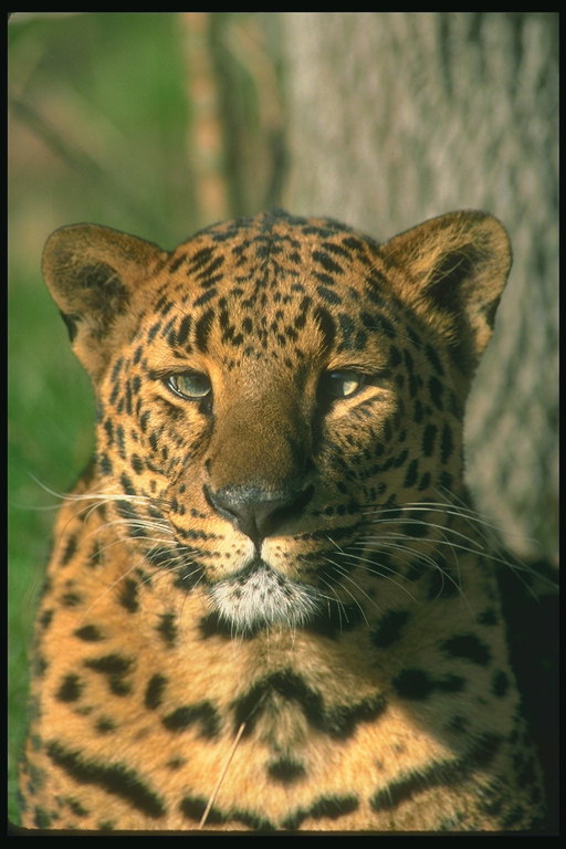 Леопард с длинными белыми усами