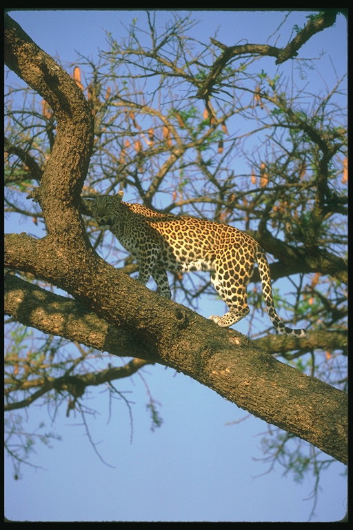 http://pix.com.ua/db/animals/wild/cheetahs_leopards_and_jaguars/b-134061.jpg