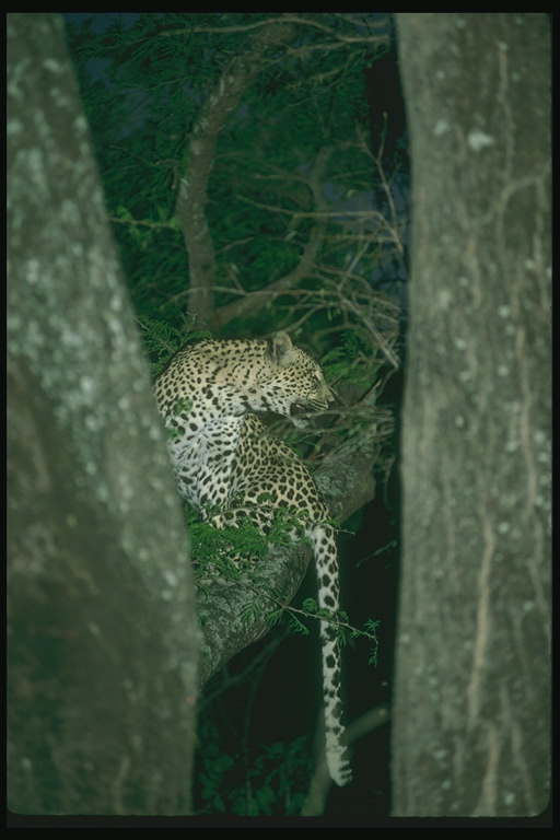 Леопард на дереве в сумерках